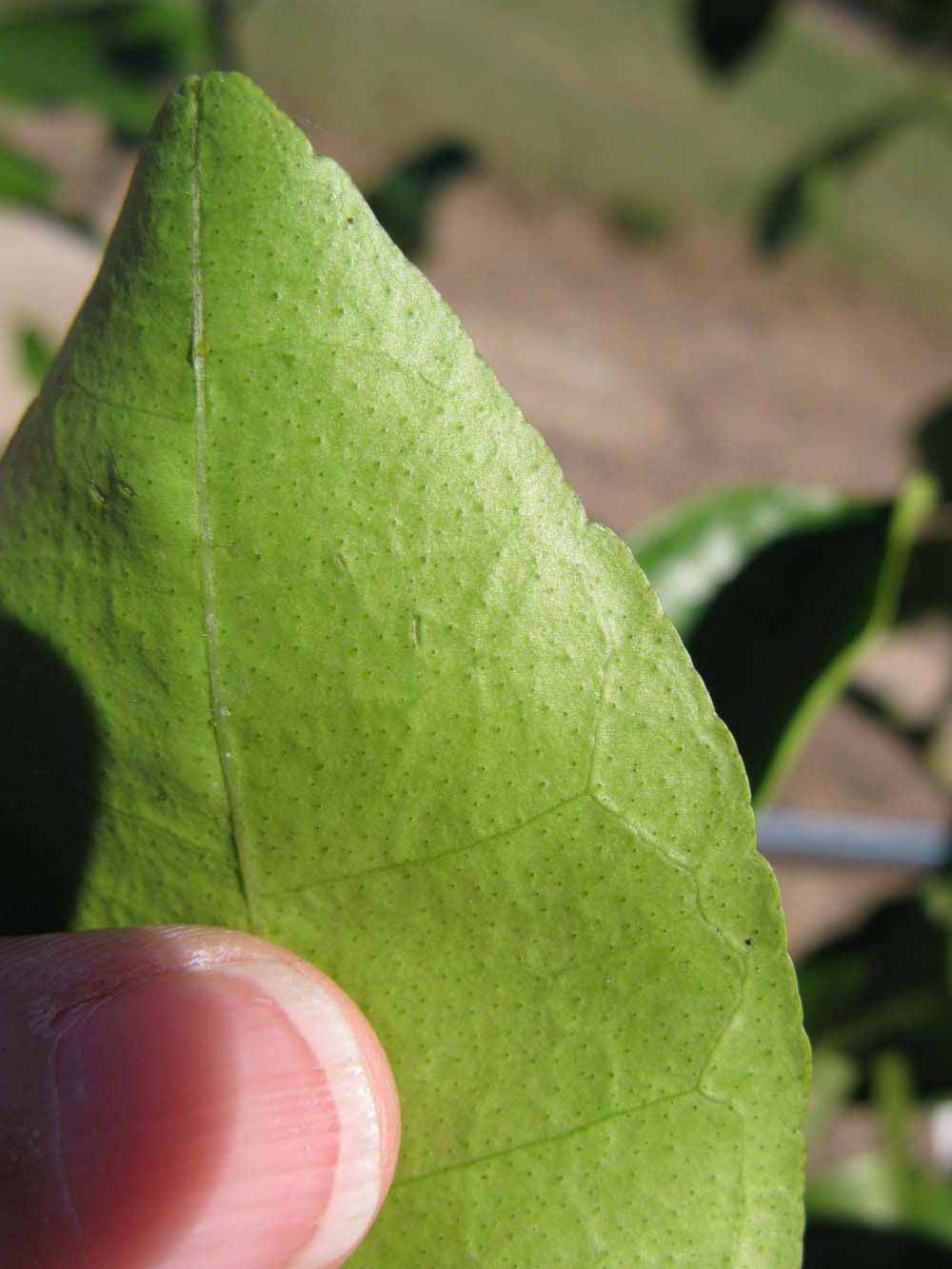              Margin (Winter Haven, FL)       